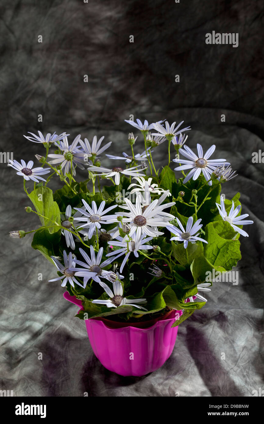 Tenerife star flowers in pot, close up Stock Photo