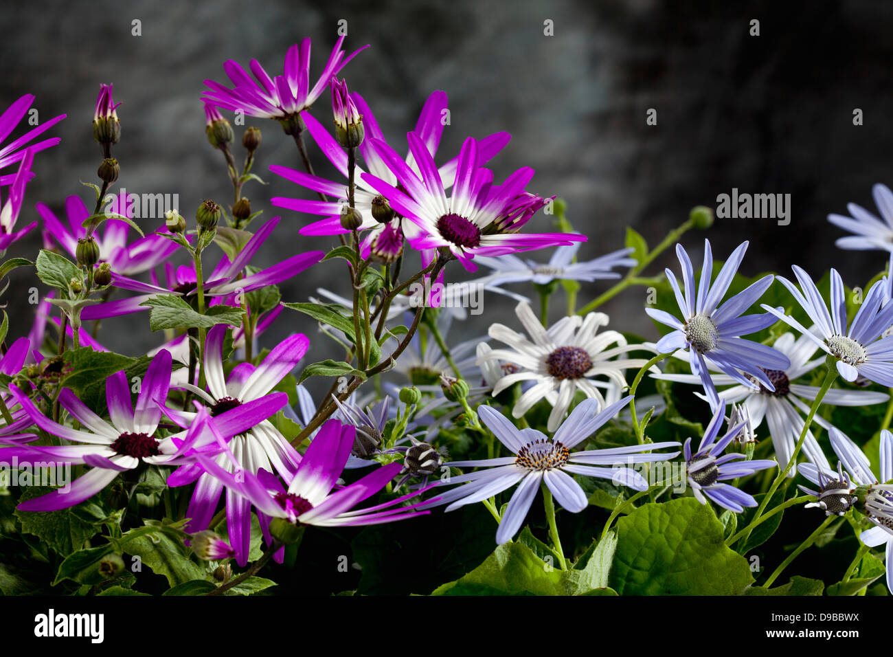 Tenerife star flowers, close up Stock Photo