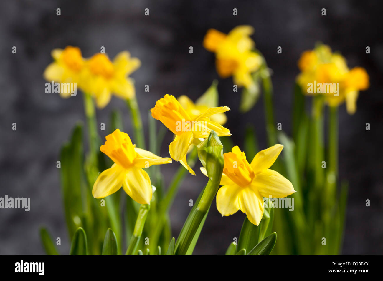 Close up flowering dwarf hi-res stock photography and images - Alamy