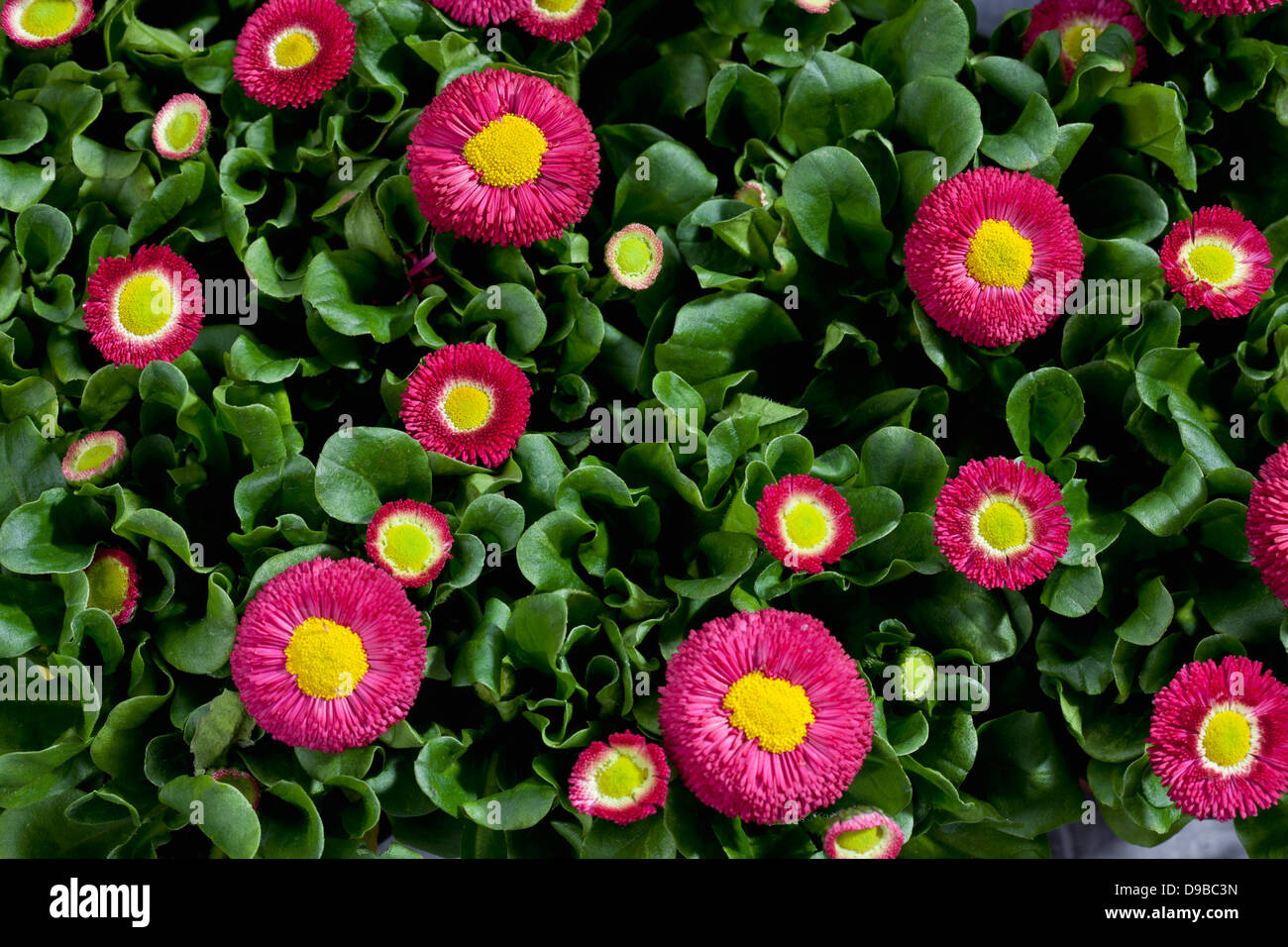 Daisy flowers, close up Stock Photo Alamy
