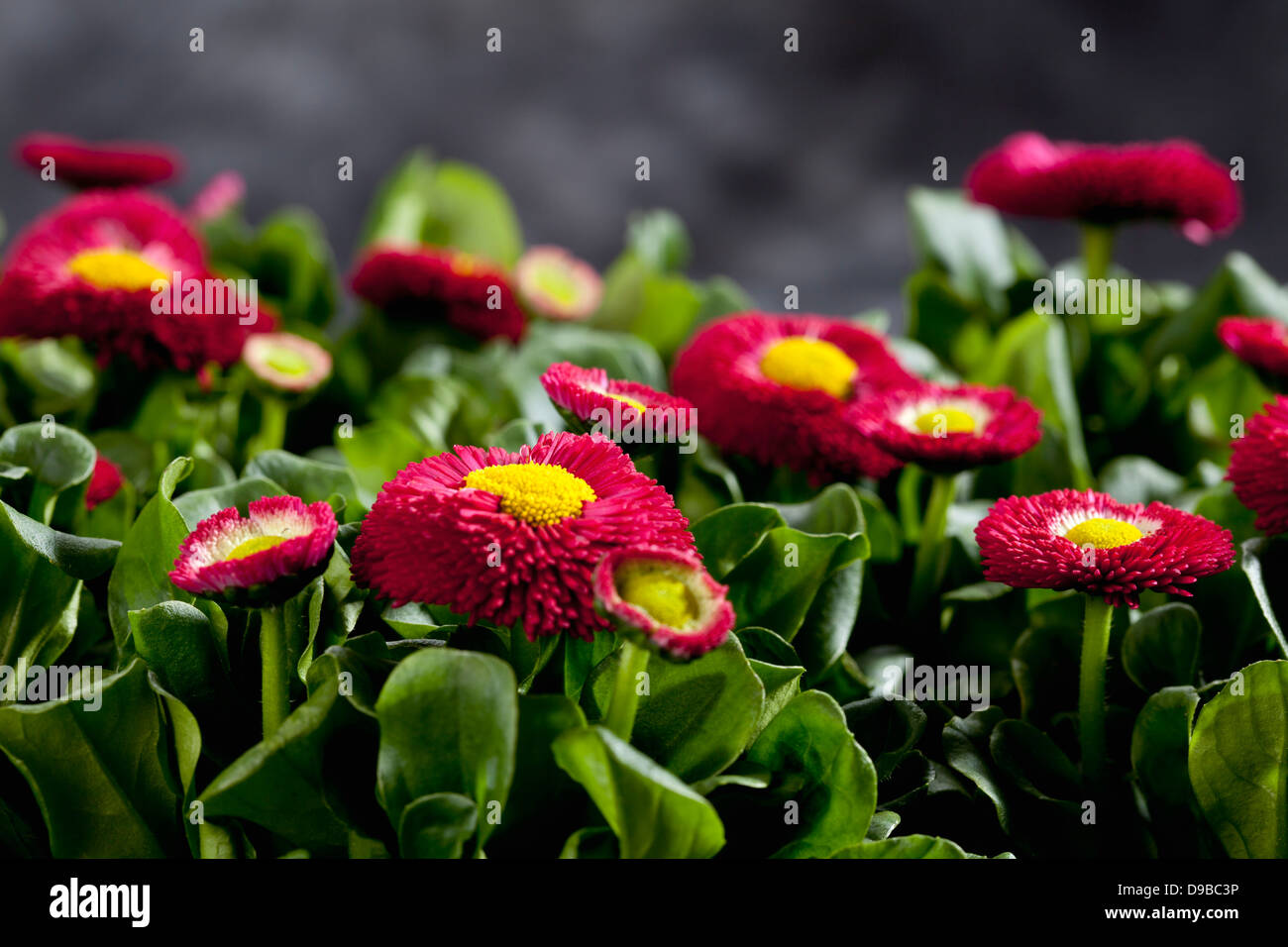 Daisy flowers, close up Stock Photo Alamy