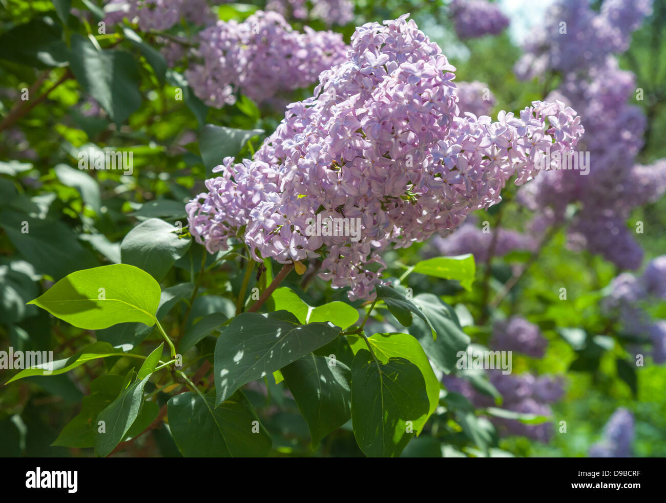 Nature summer background with branch of fresh lilac flowers in the sunshine Stock Photo