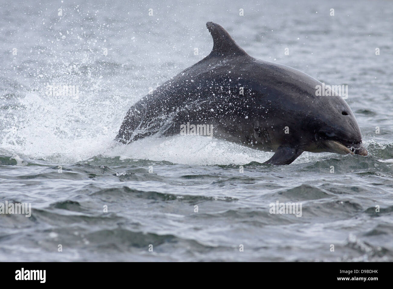 Bottlenose dolphin (tursiops truncatus) breaching, leaping, Moray Firth, Scotland, UK Stock Photo