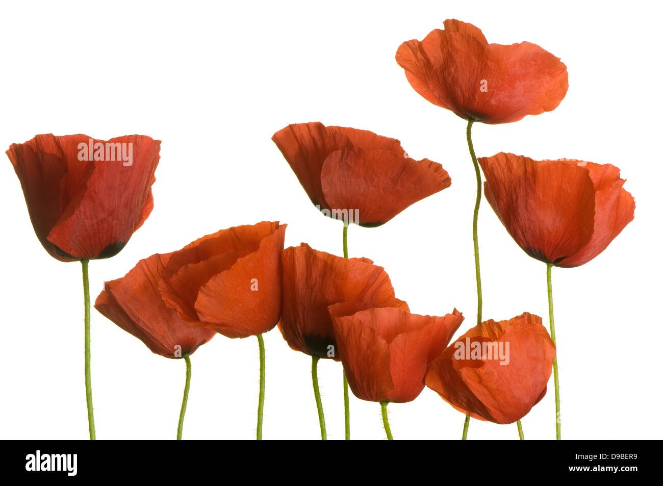 poppies on pure white background Stock Photo