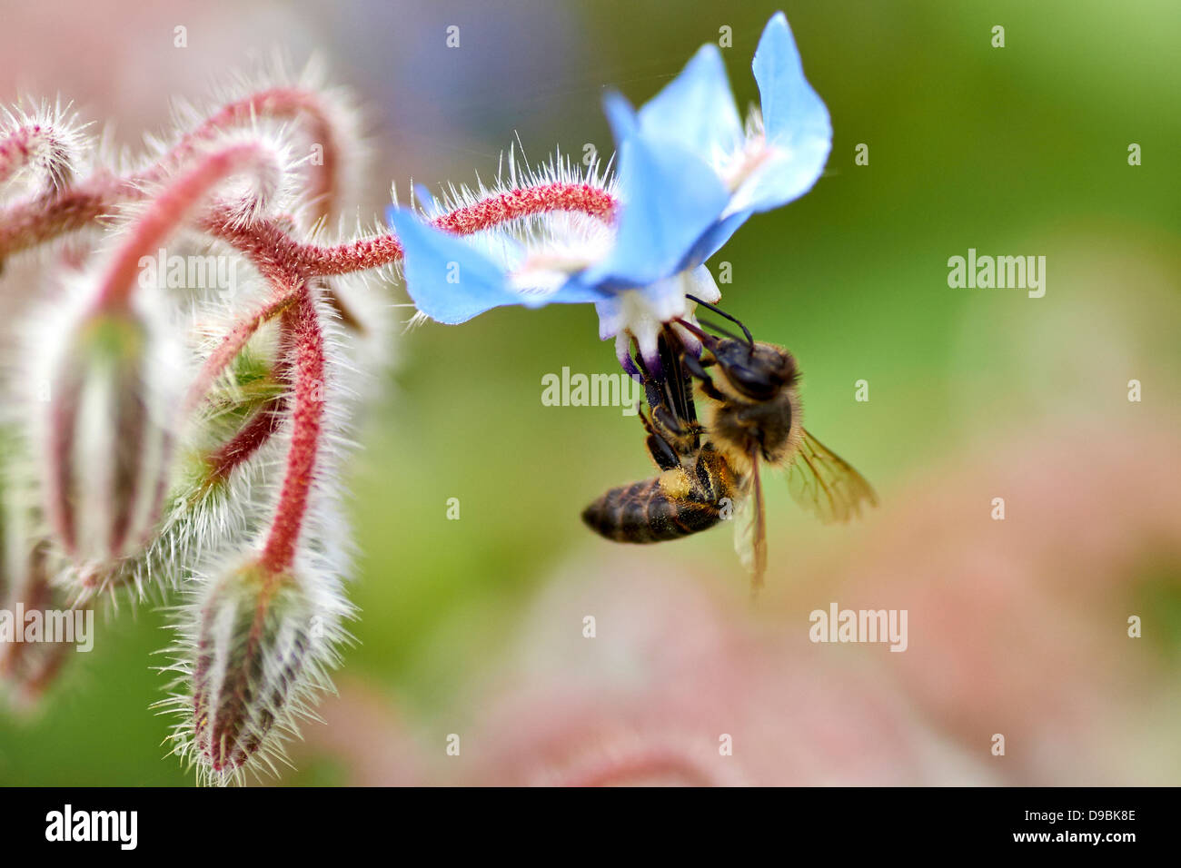 Abeja sobre flor, bee on blue flower Stock Photo