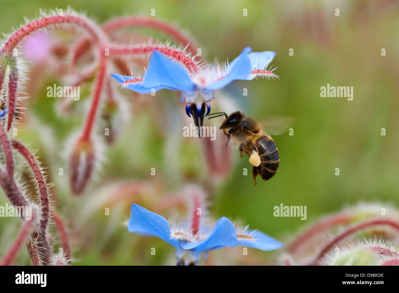 Abeja sobre flor, bee on blue flower Stock Photo