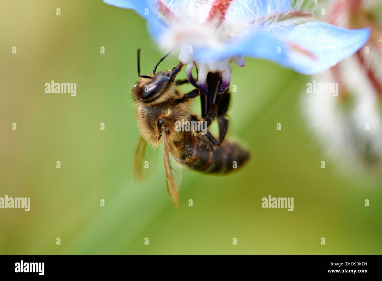 Flor hi-res stock photography and images - Alamy