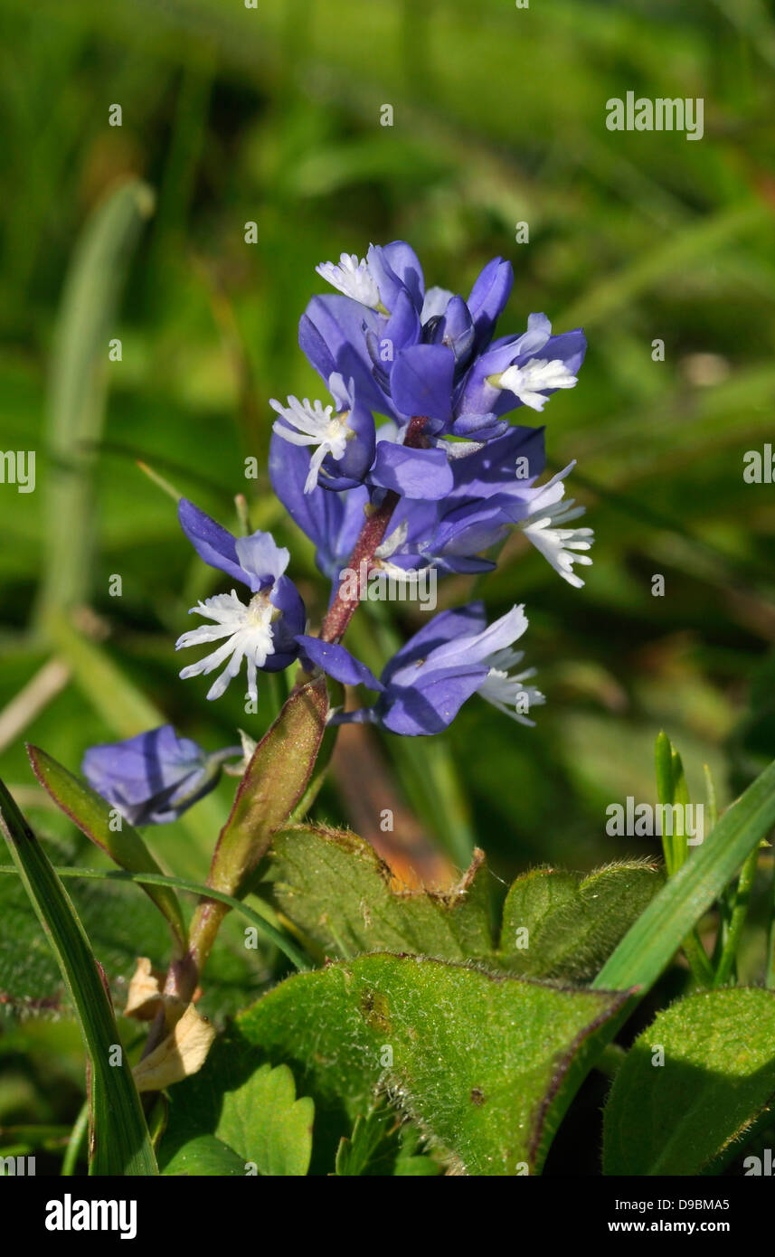 Chalk Milkwort - Polygala calcarea Closeup of flower spike Stock Photo