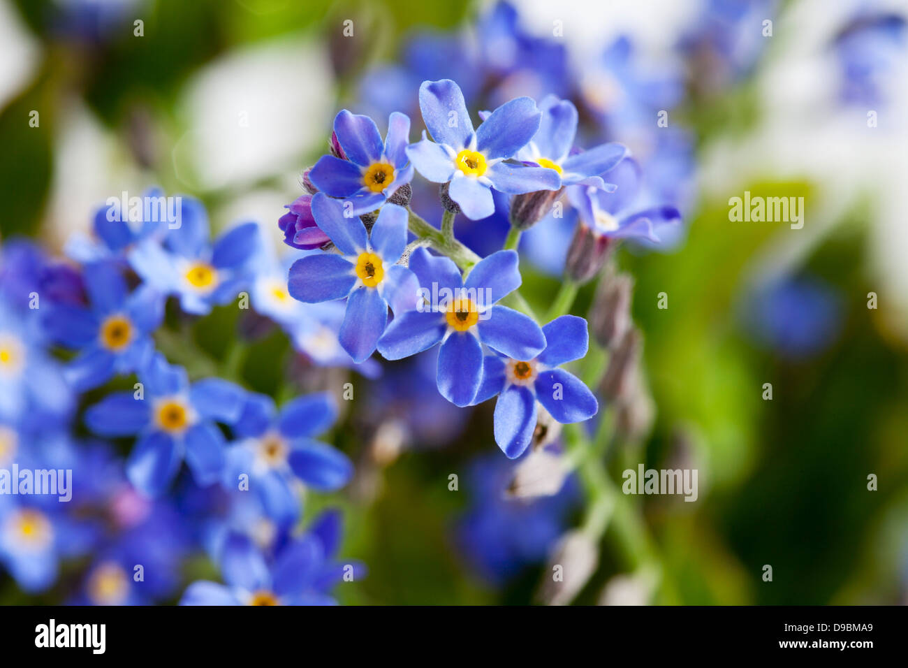 me not flowers, close up Stock Photo Alamy