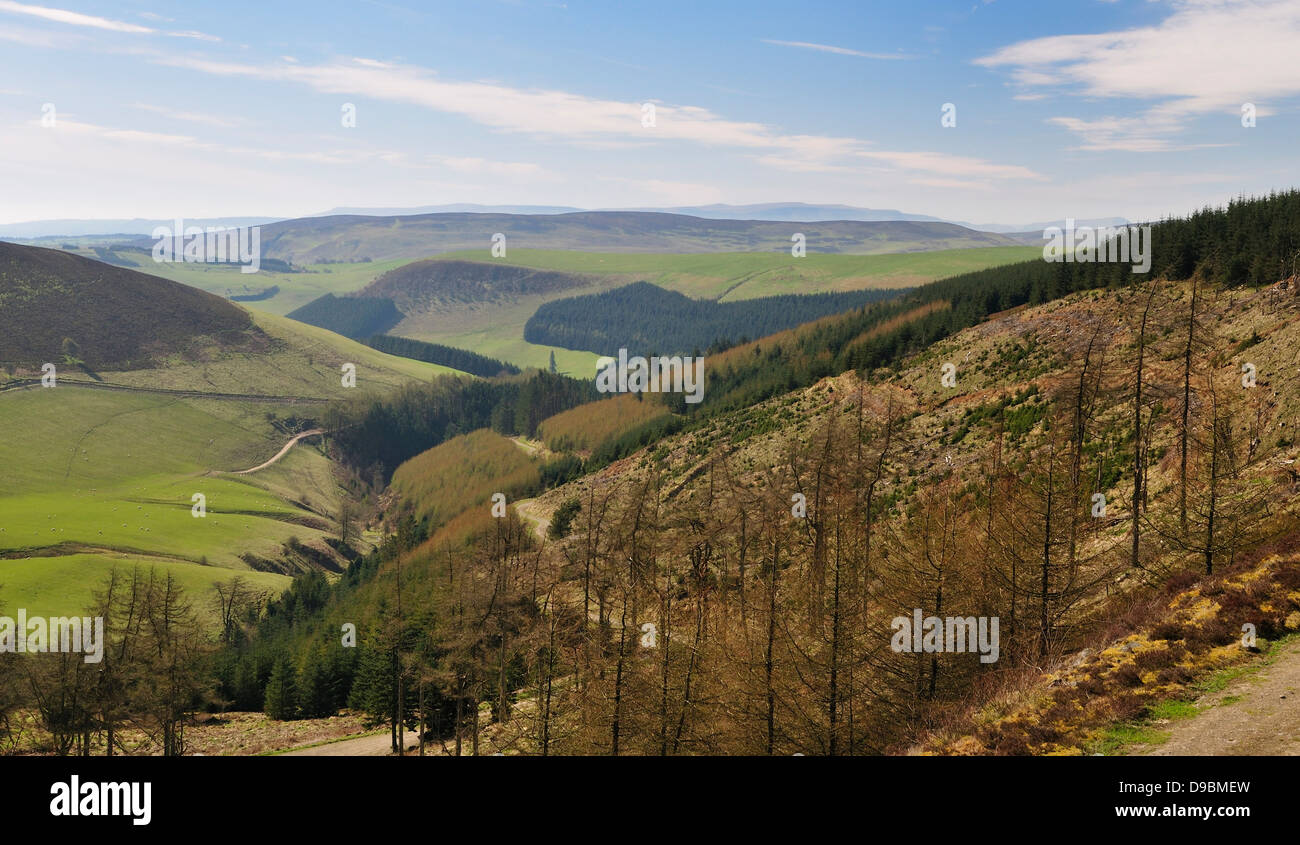 Black Brook Valley and view to Colva Hill, Warren Plantation, Radnor Forest, Powys Stock Photo