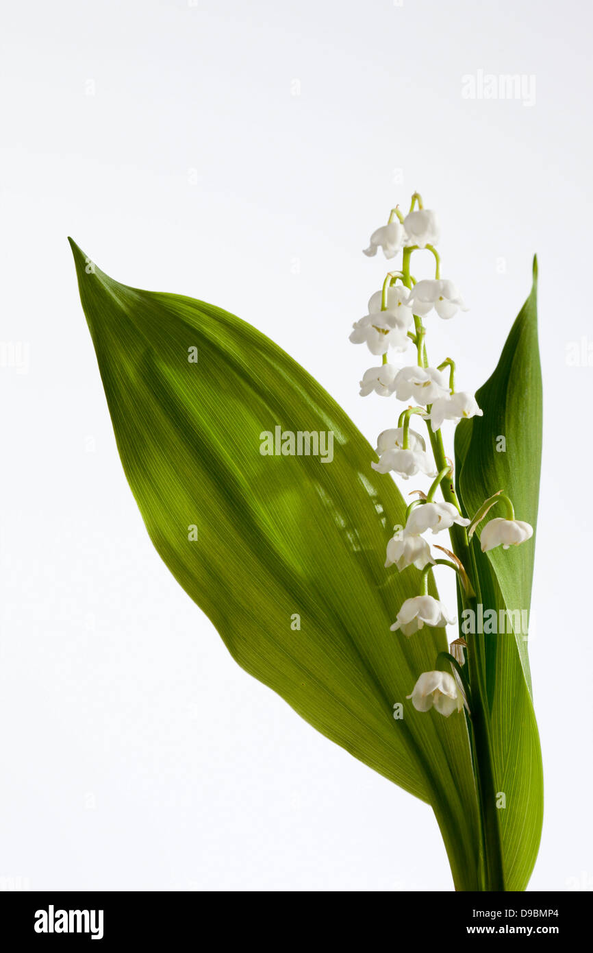 Lily of valley flowers against white background, close up Stock Photo ...