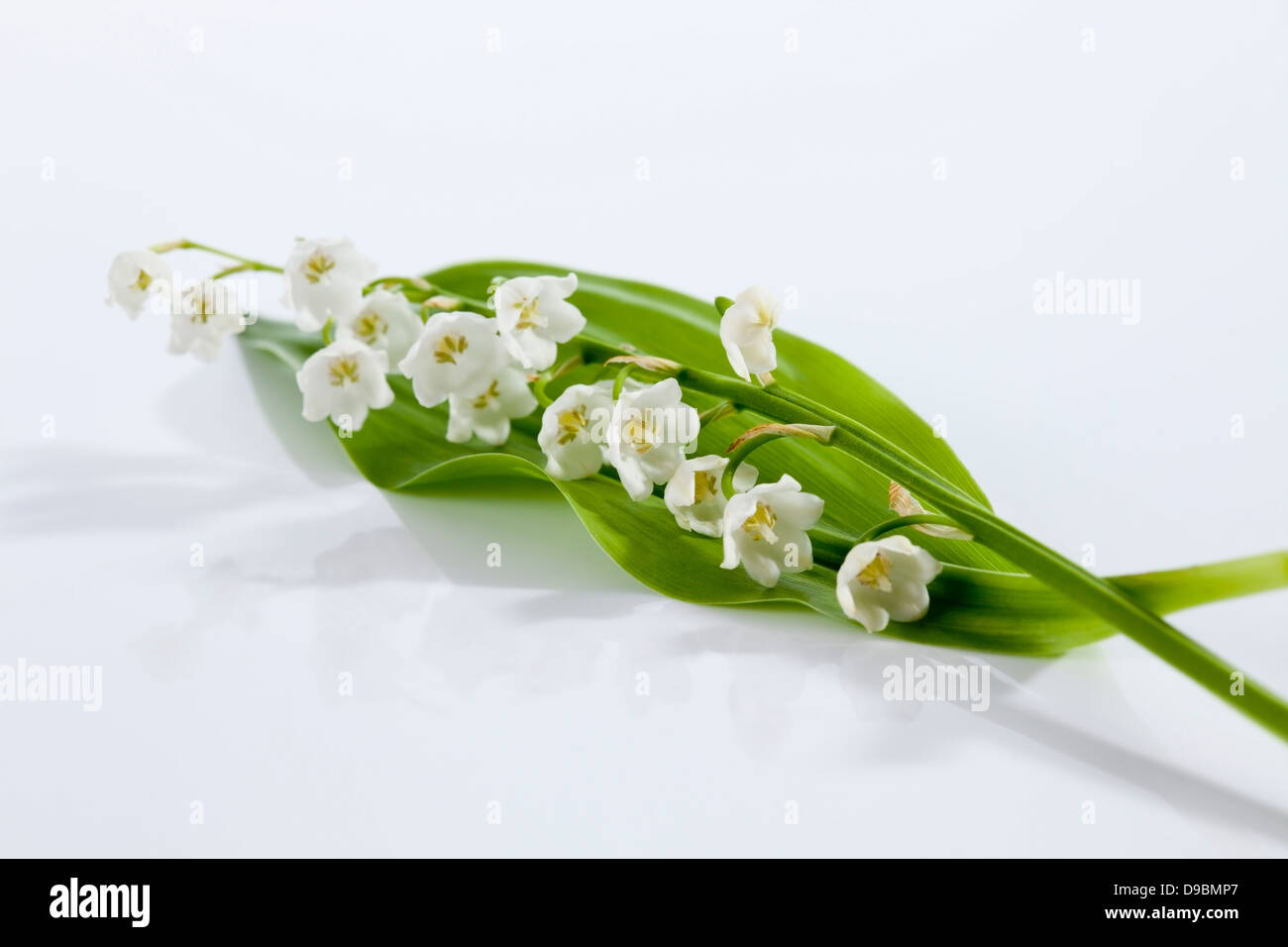 Lily of valley flowers on white background, close up Stock Photo - Alamy
