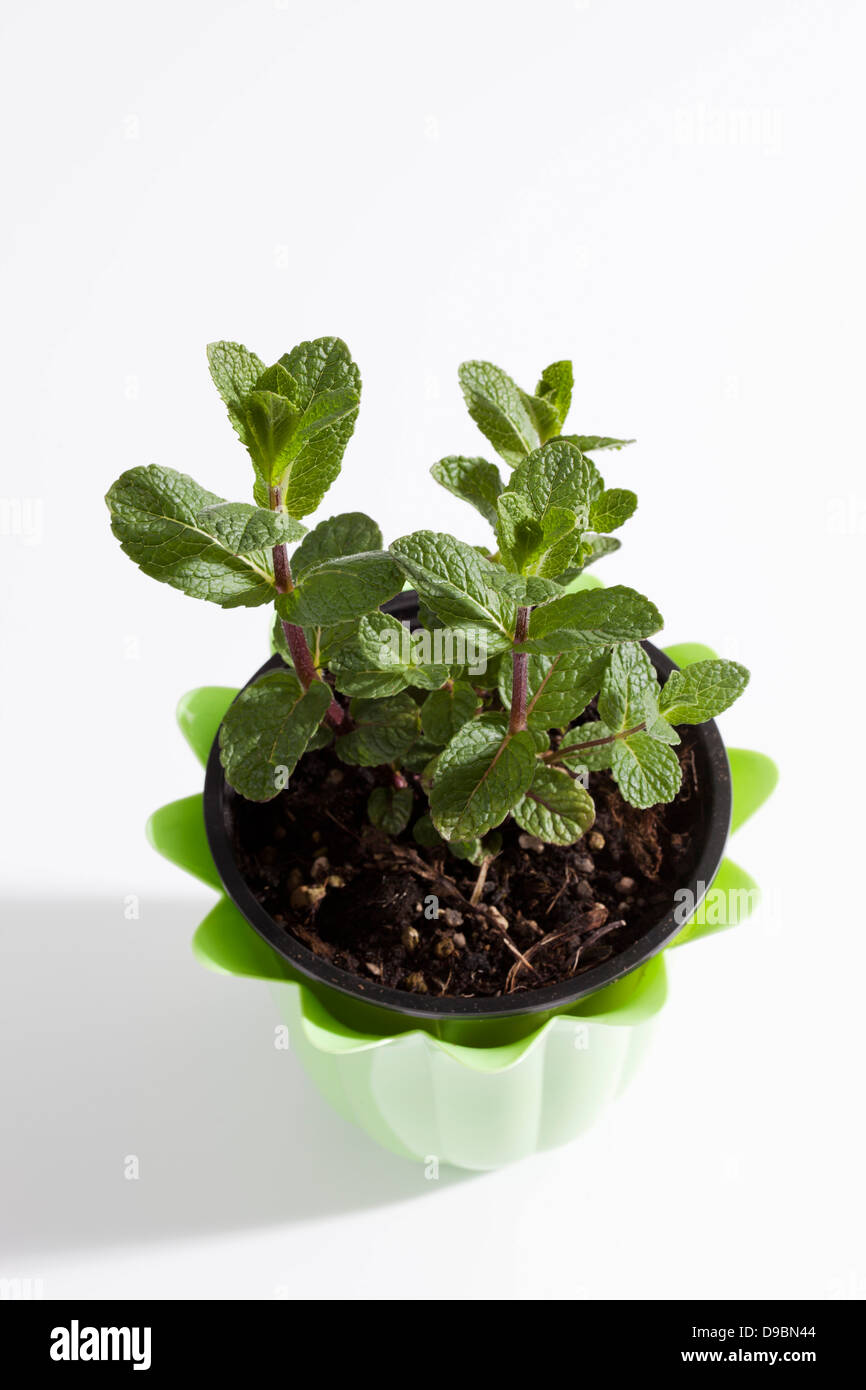 Potted plant of Moroccan mint on white background, close up Stock Photo