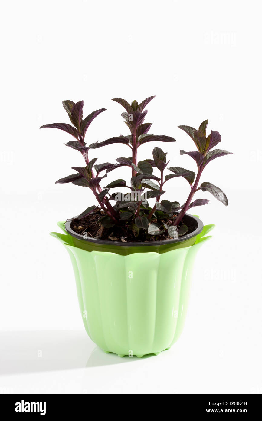 Potted plant of mint chocolate on white background, close up Stock Photo