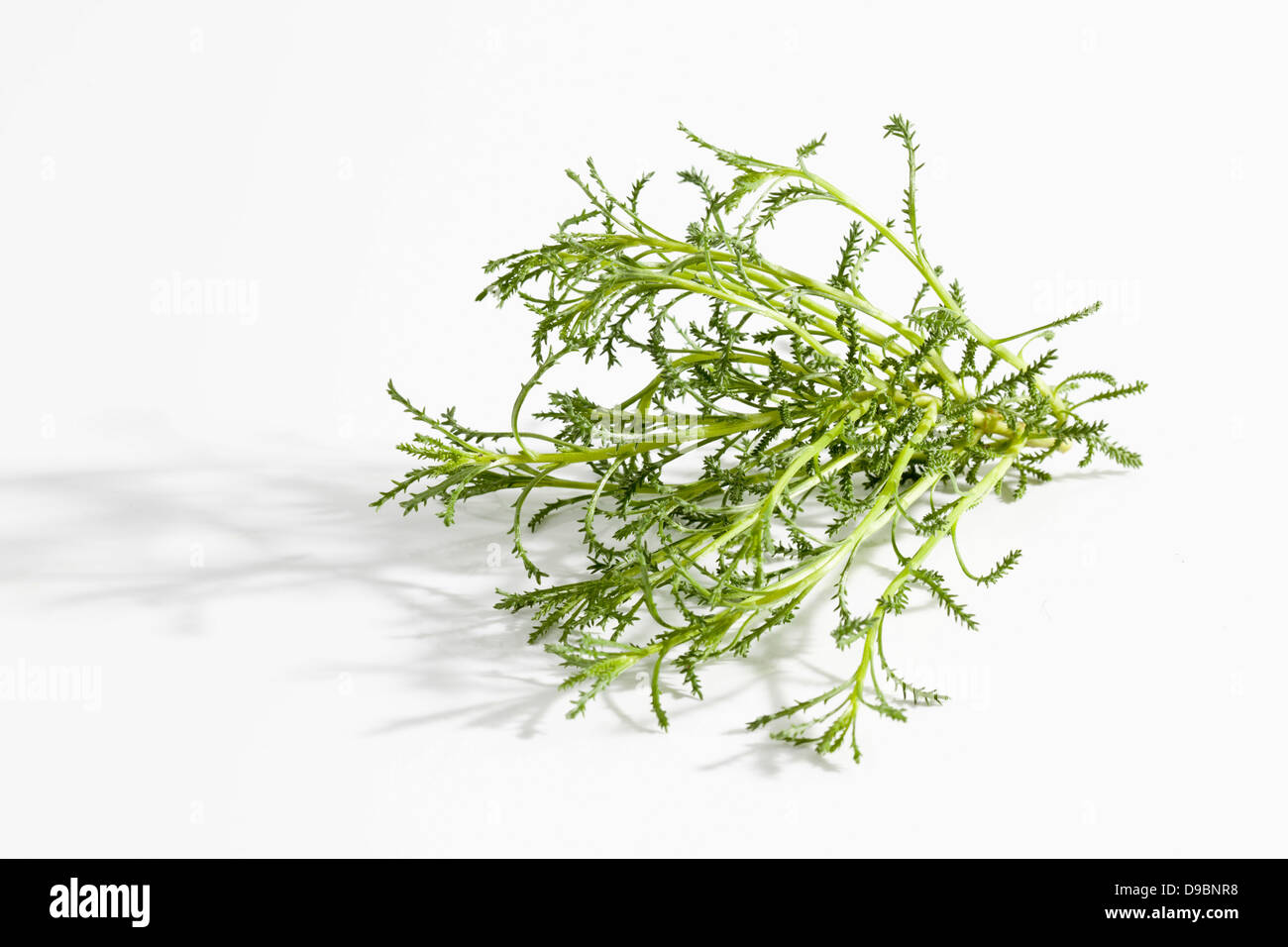 Olive herb on white background, close up Stock Photo