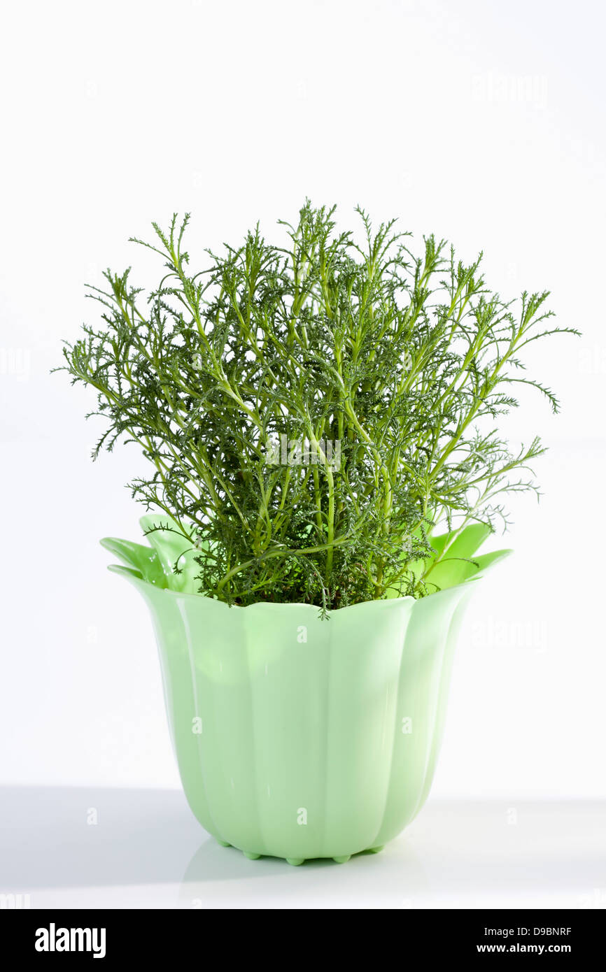 Potted plant of olive herb on white background, close up Stock Photo