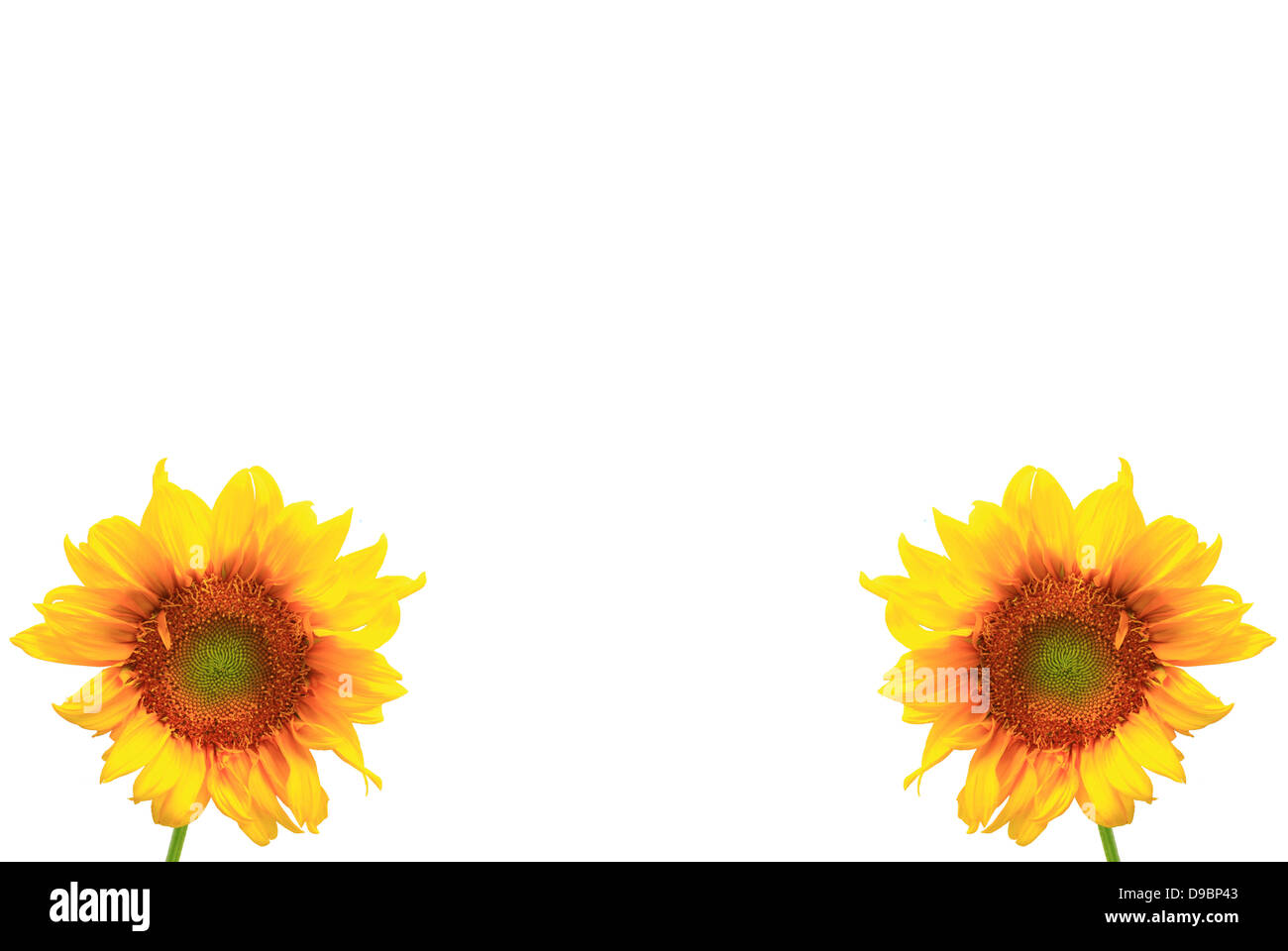 sunflower close up isolated on white background Stock Photo - Alamy