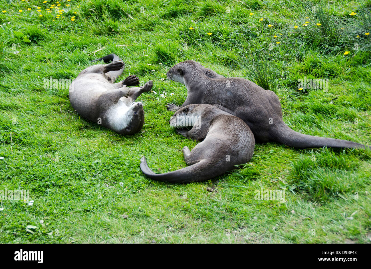 Playful Otters. Stock Photo