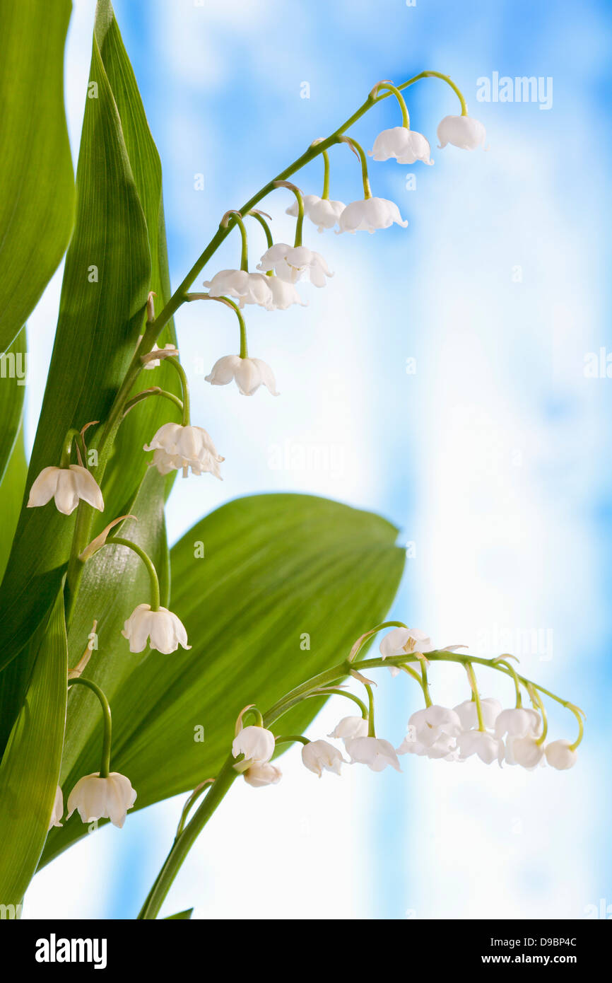 Lily of the valley day hi-res stock photography and images - Alamy