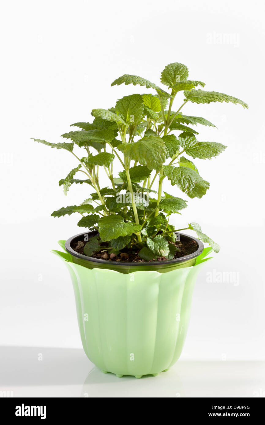 Potted plant of lemon balm on white background, close up Stock Photo - Alamy