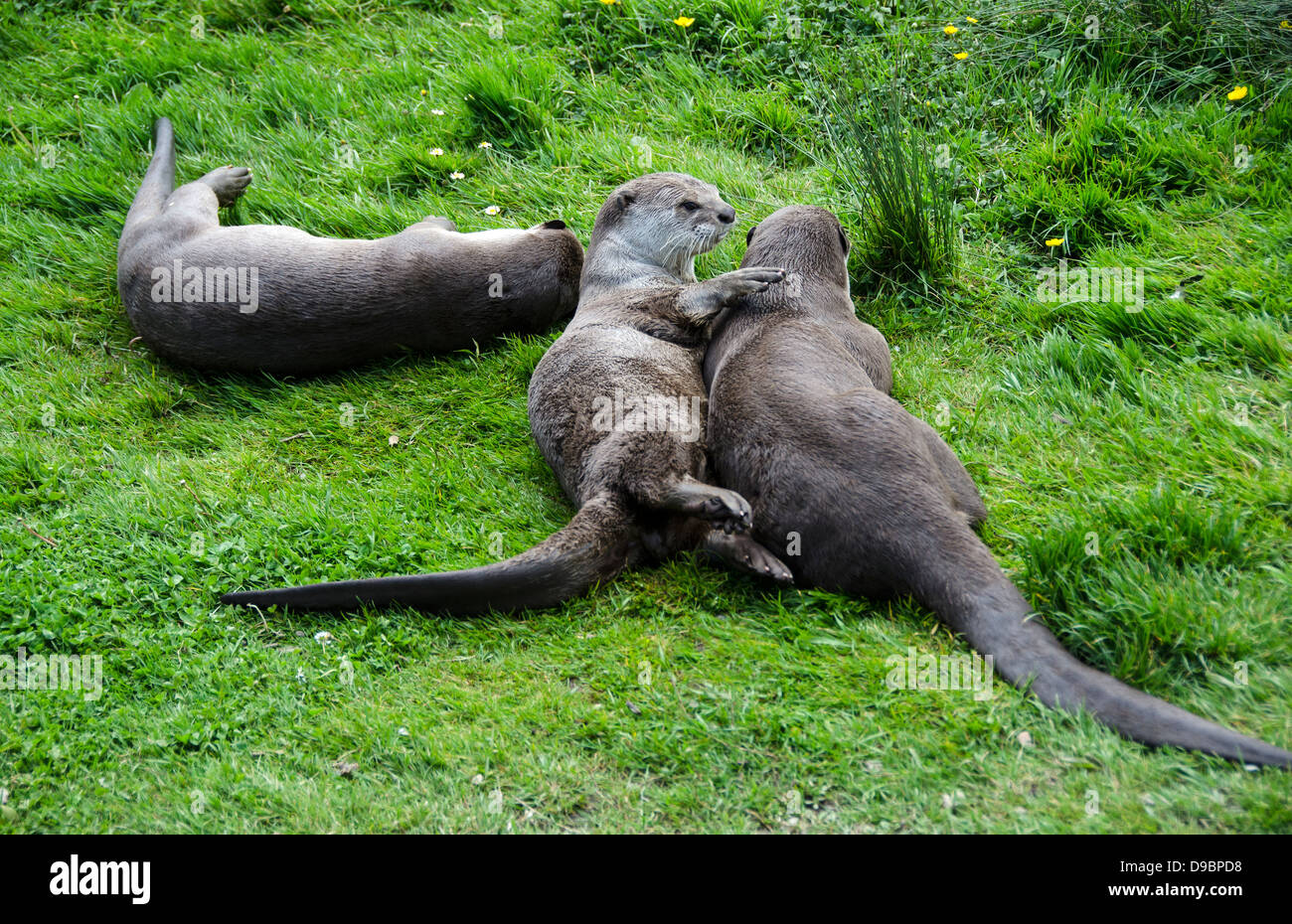 Otters at play. Stock Photo