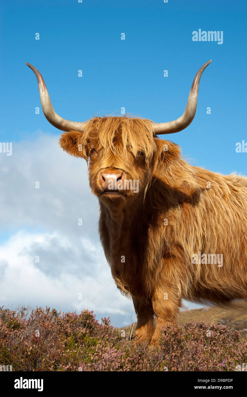 Scottish Highland Cattle, Cuaig, Highland, Scotland, Great Britain, Europe, Galloway , Schottisches Hochlandrind, Cuaig, Highlan Stock Photo