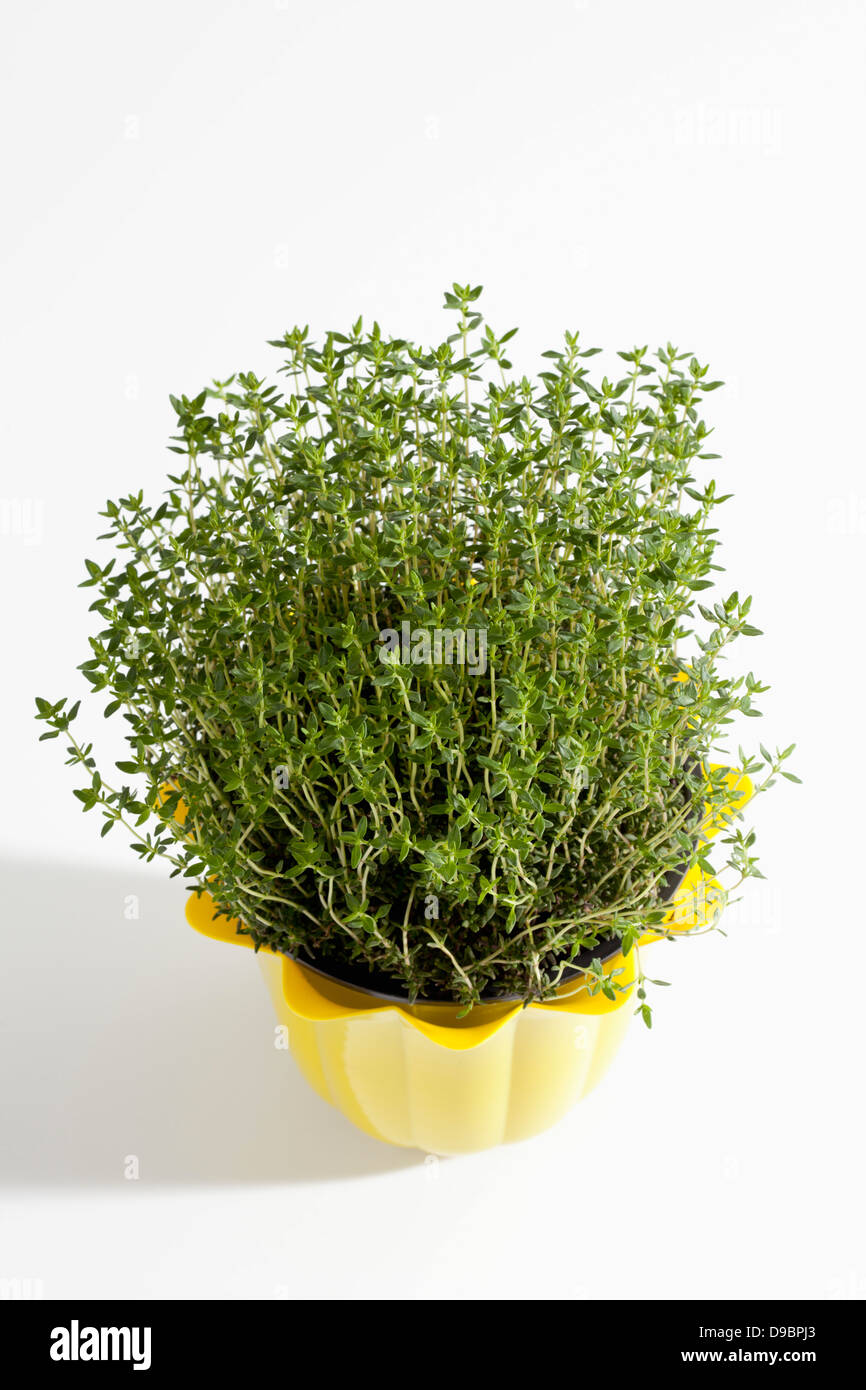 Potted plant of thyme on white background, close up Stock Photo - Alamy