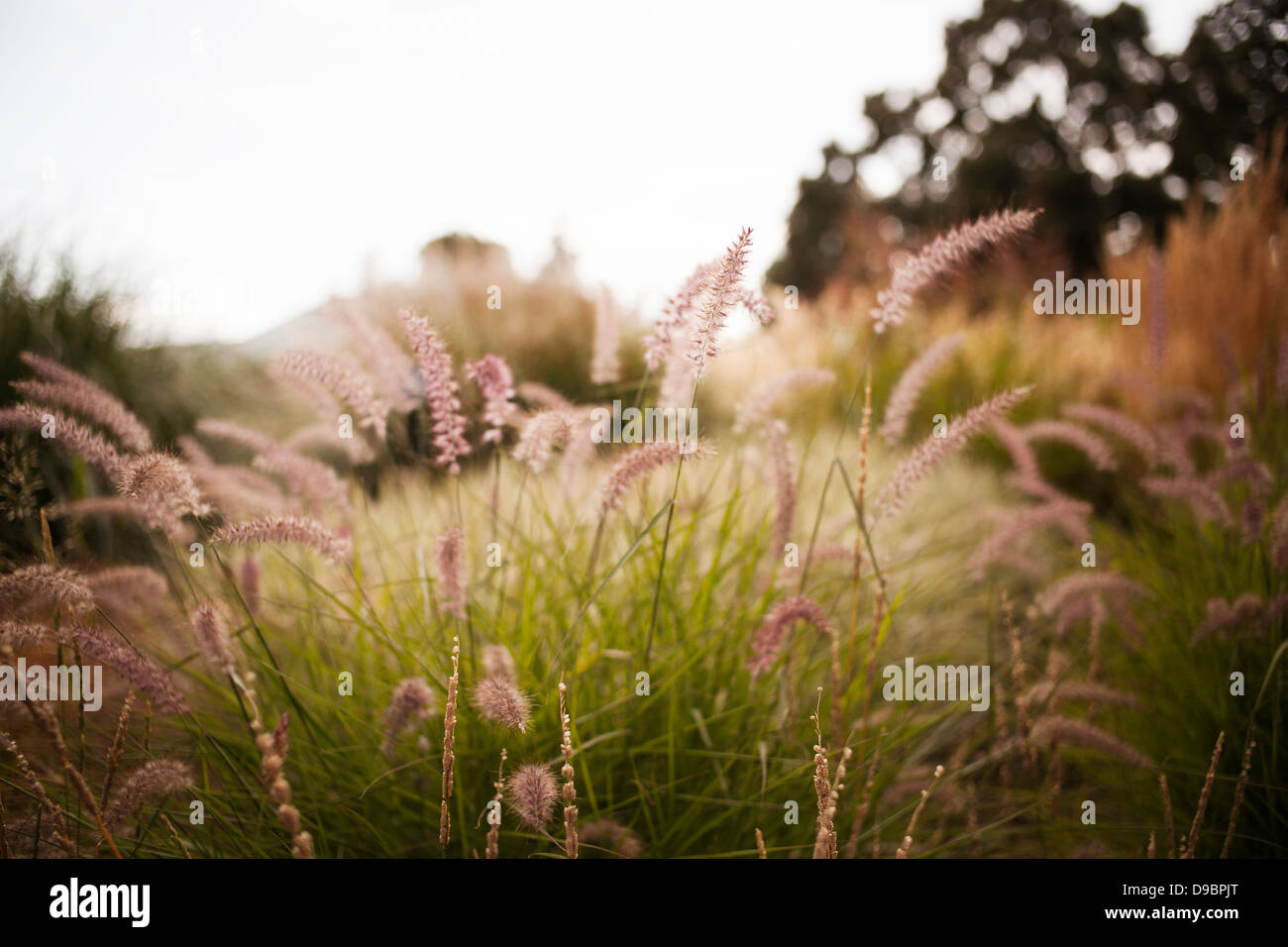 Simple Field Straw Prop Straws in a field Stock Photo - Alamy