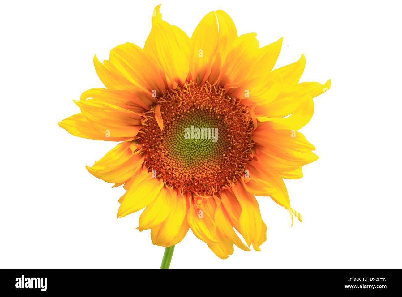 sunflower close up isolated on white background Stock Photo - Alamy