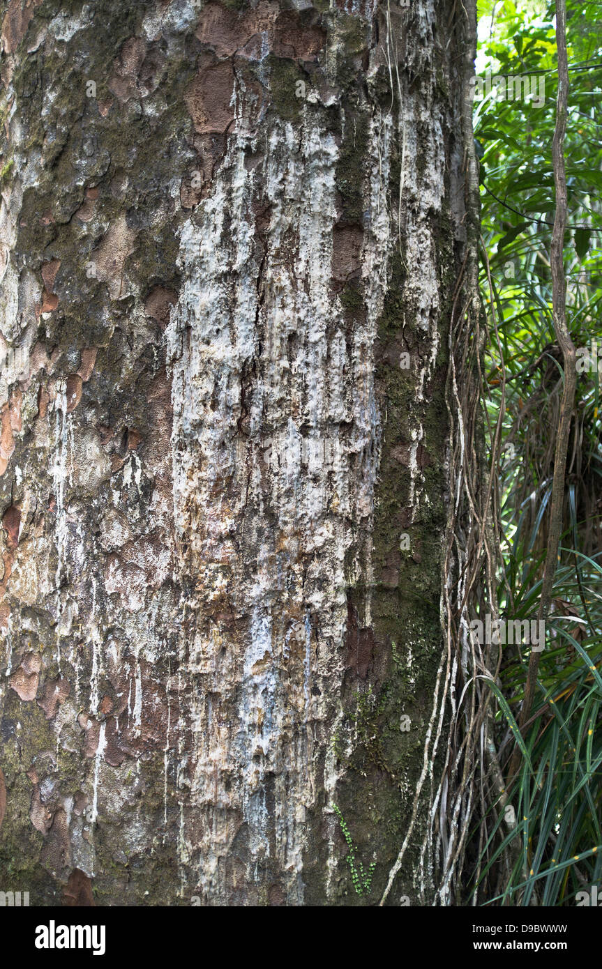 dh Agathis australis KAURI NZ Kauri tree bark and Kauri gum wood resin sap new zealand forest close up north island Stock Photo