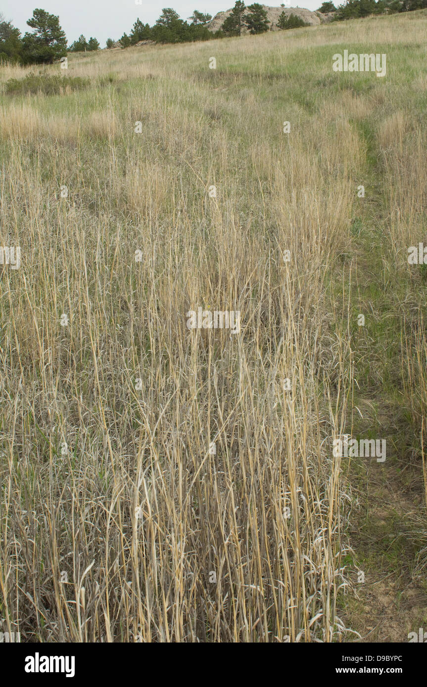 Faint tracks of the Oregon Trail near Guernsey, Wyoming. Digital photograph Stock Photo