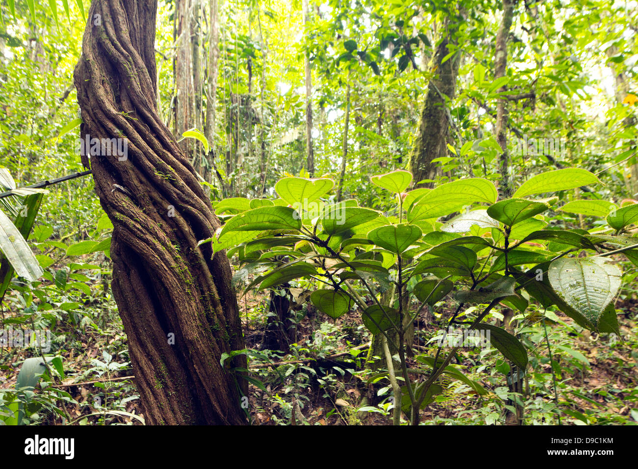 An old and twisted liana in the rainforest, Ecuador Stock Photo