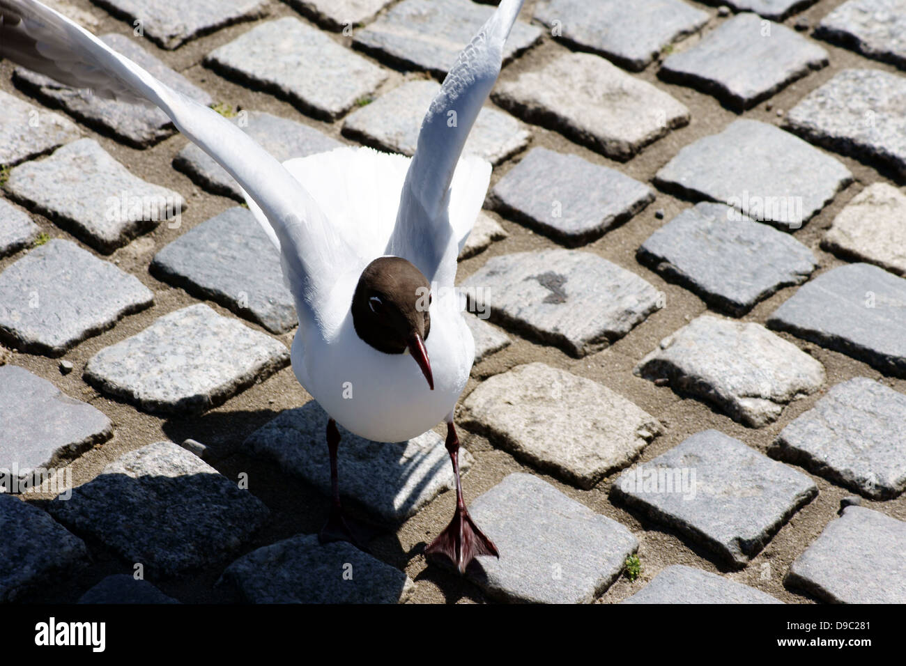 Black-headed Gull Stock Photo