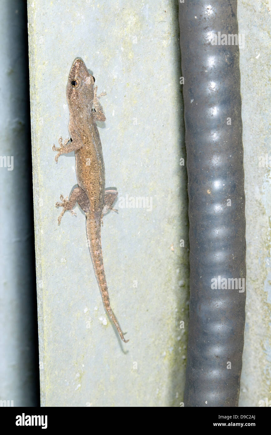 House Gecko (Hemidactylus mabouia) on a wall next to an electrical cable Stock Photo