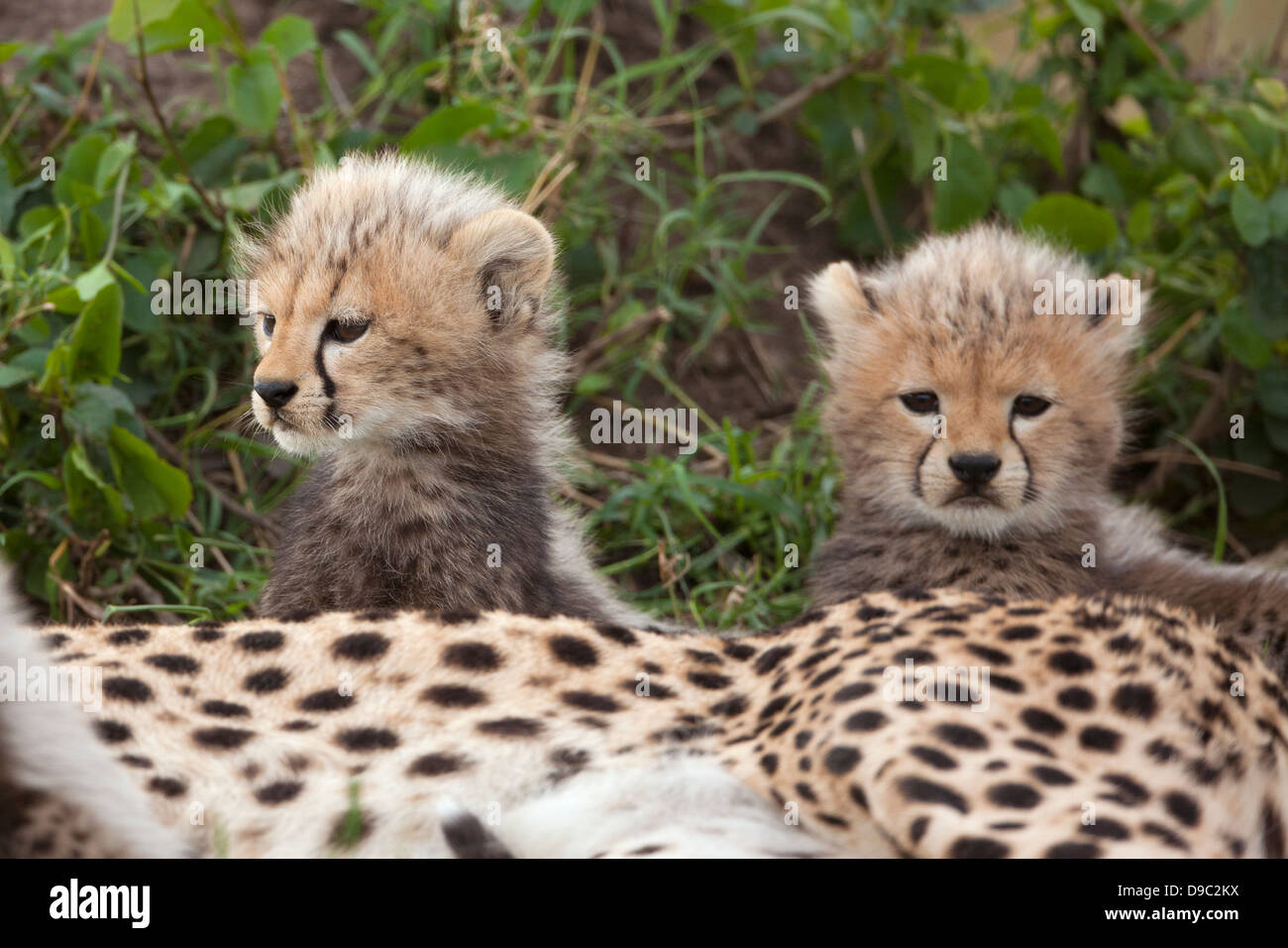 Cheetah babies at Masai Mara, Kenya Stock Photo