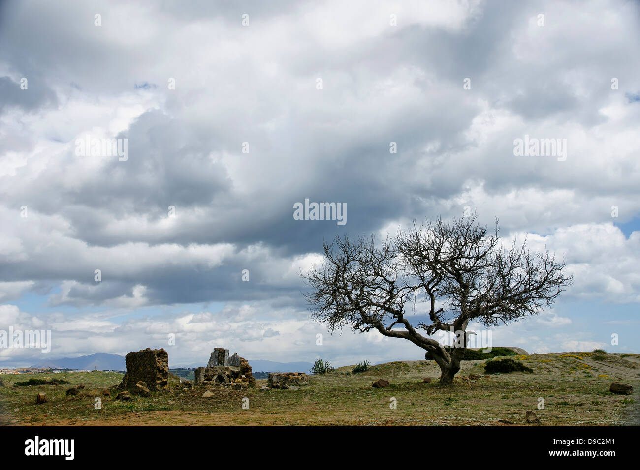 tree on the beach, clouds Stock Photo