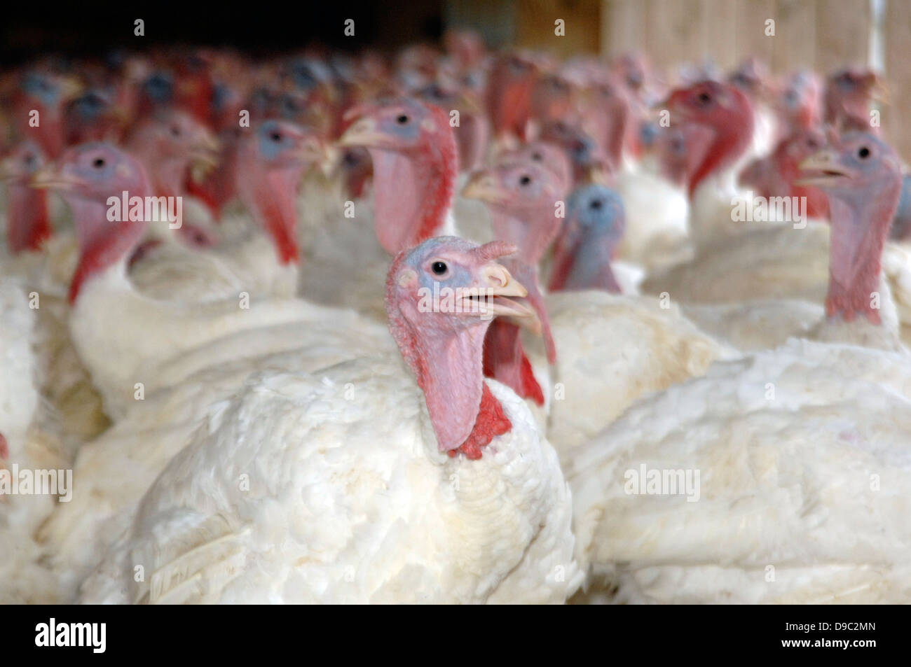 Farm-bred domesticated turkeys gather in a poultry house September 9, 2008 in Rockingham County, Virginia. Stock Photo