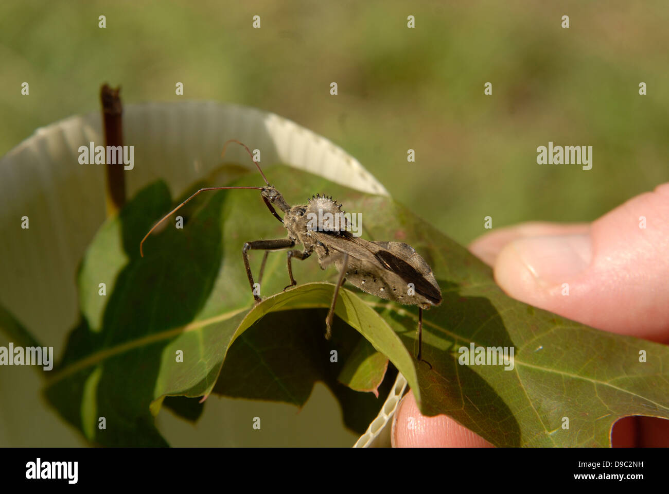 The wheel bug sits on a leaf seeking its prey. Wheel bugs are