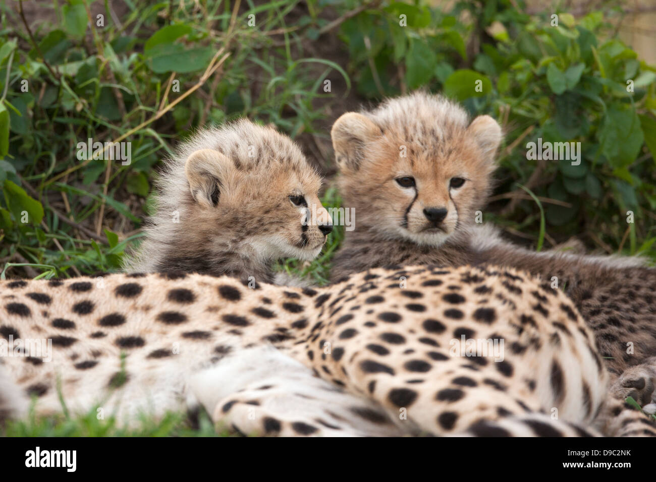 Cheetah babies at Masai Mara, Kenya Stock Photo