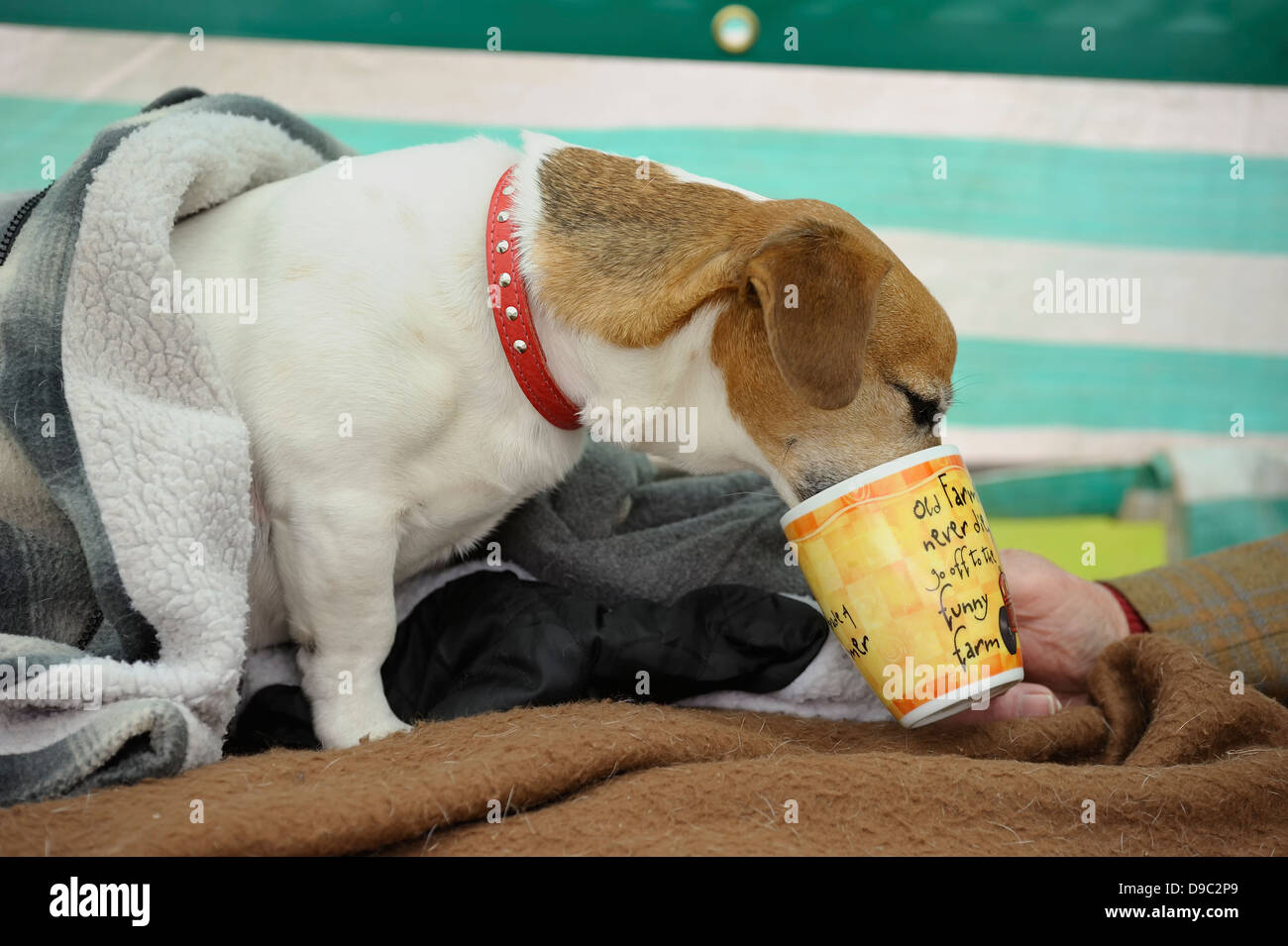 A jack Russell dog having a drink of coffee from his masters coffee mug