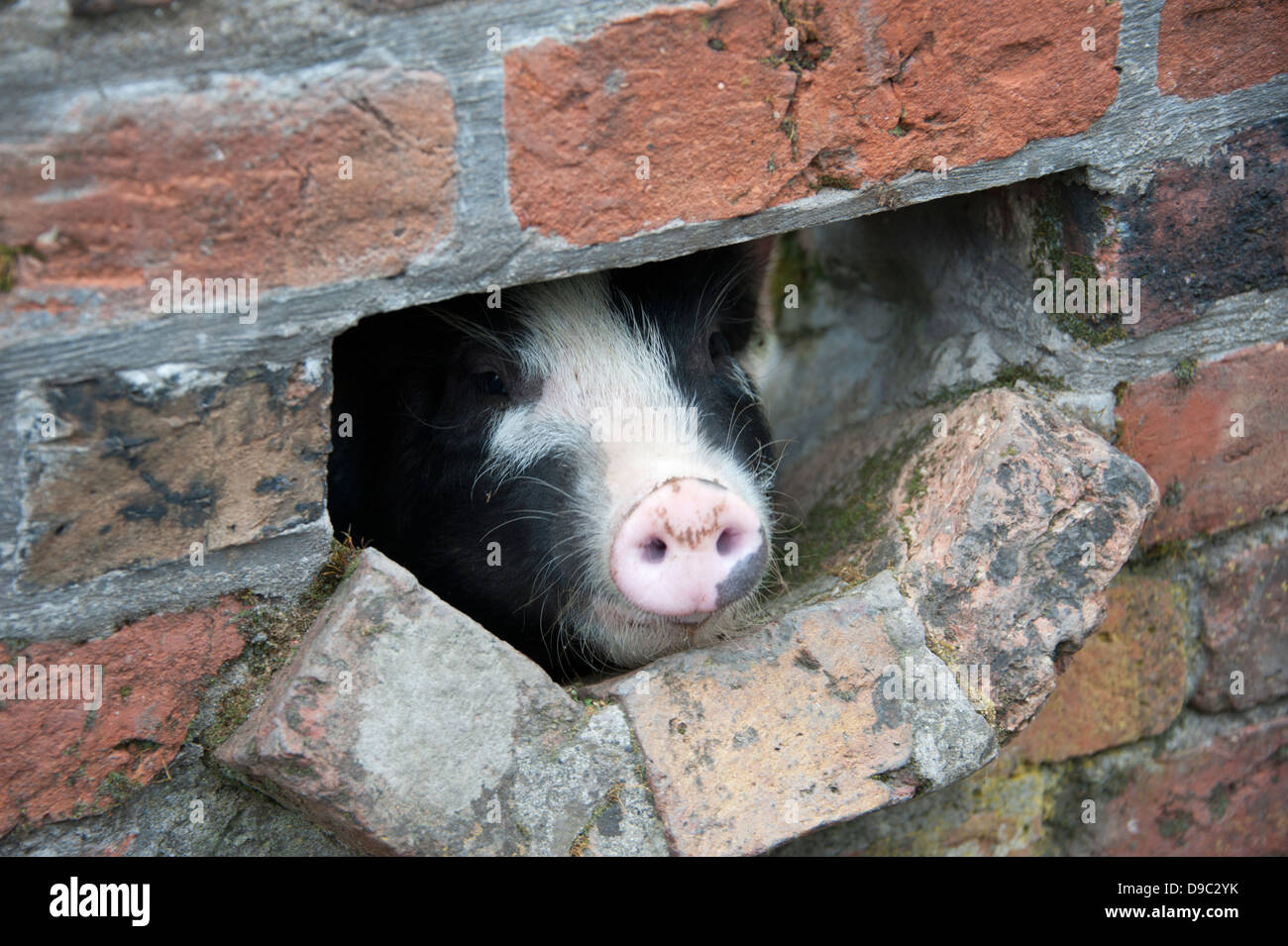 Pig Snout looking through hole in wall funny Stock Photo