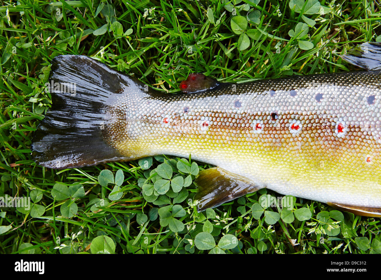 Trout scales hires stock photography and images Alamy