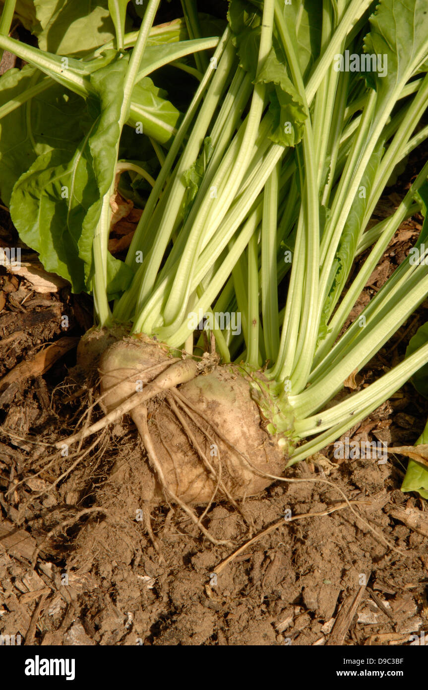 Sugar beet growing in the Power Plant garden at the National Arboretum in Washington, D.C. on August 19, 2008. The byproducts of sugar beet processing include molasses and beet pulp, which can be used for livestock feed. Stock Photo