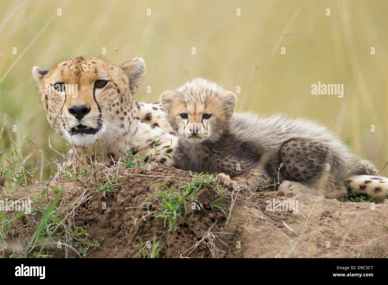 Cheetah mother with cubs, Masai Mara, Kenya Stock Photo
