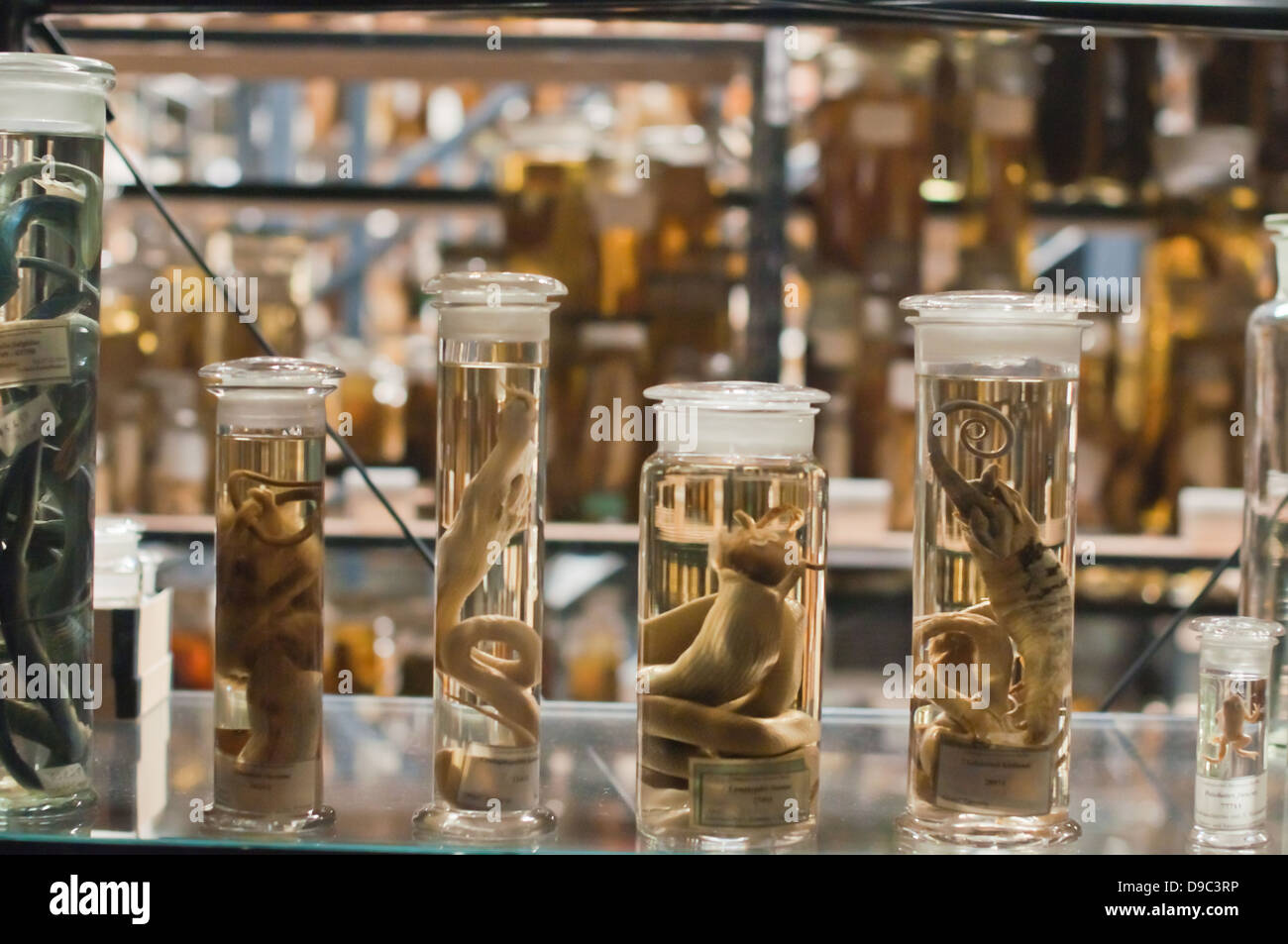 Fish specimens, kept in jars along with ethanol to preserve them Stock Photo
