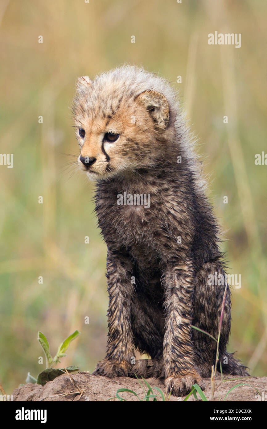 Cheetah babies at Masai Mara, Kenya Stock Photo
