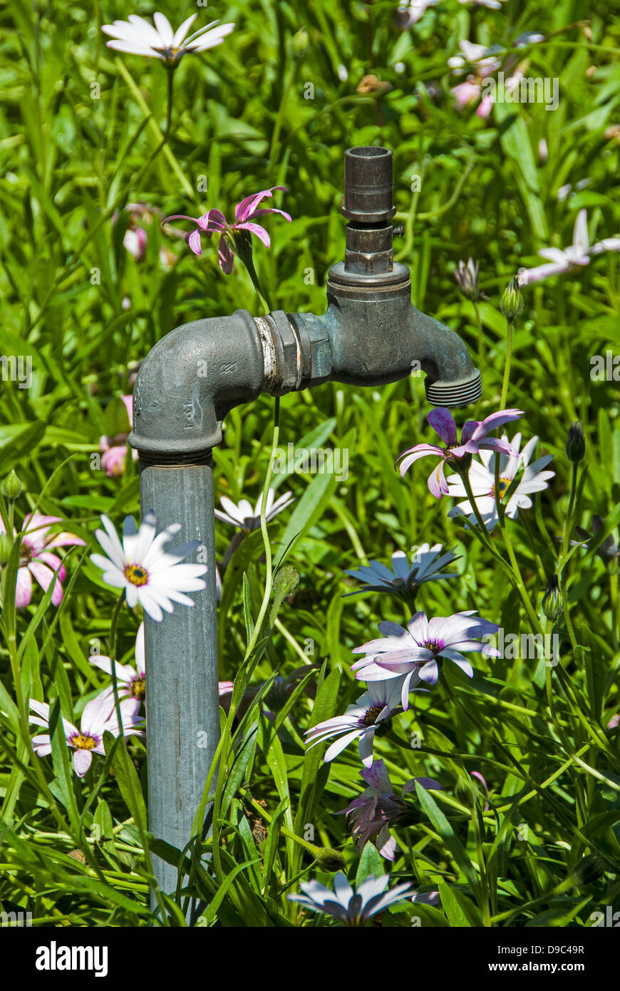 A standpipe and tap amongst grass and flowers. Stock Photo