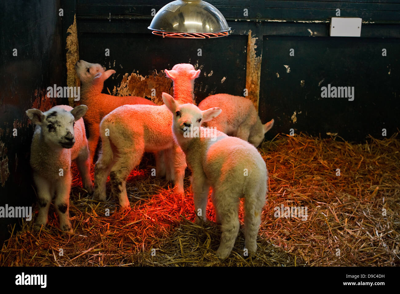 Young lambs being reared indoors in a small pen by a farmer under a heat lamp to keep them warm Stock Photo