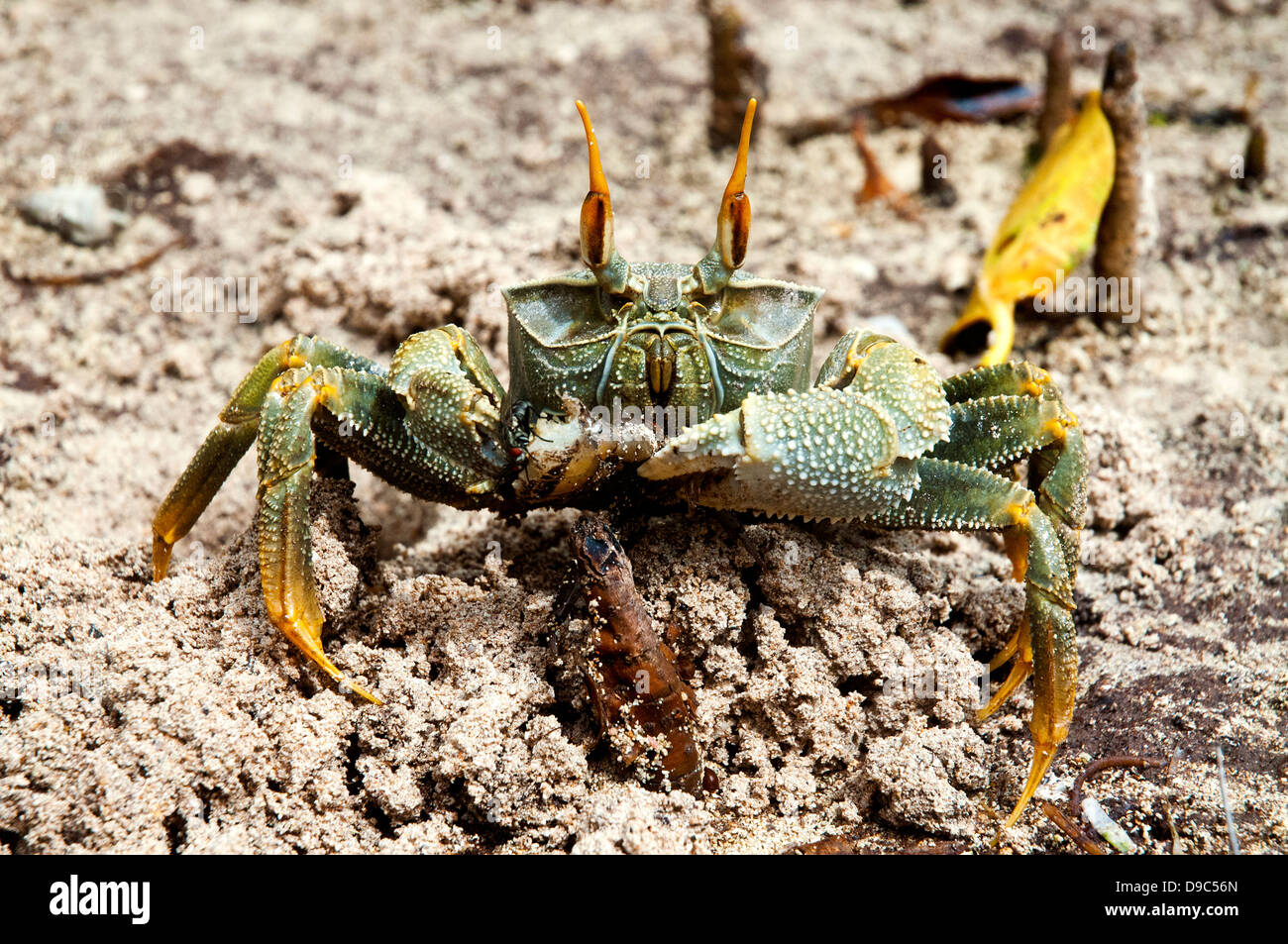 Close up shot of a horned ghost crab Stock Photo