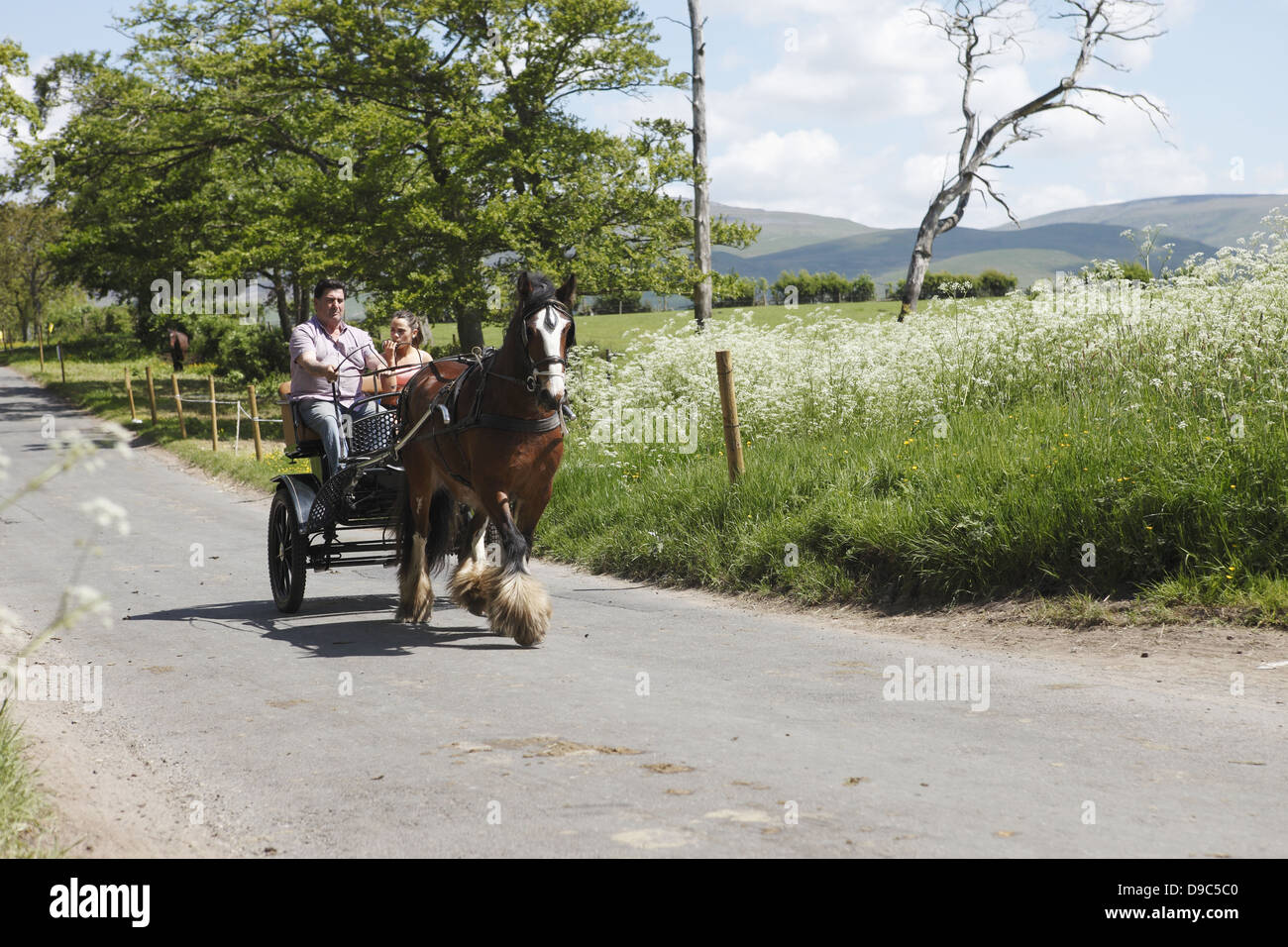 Gypsies drive their horses to the 'flashing lane' or 'mad mile' to show off to buyers at Appleby Horse Fair, in Cumbria, England Stock Photo